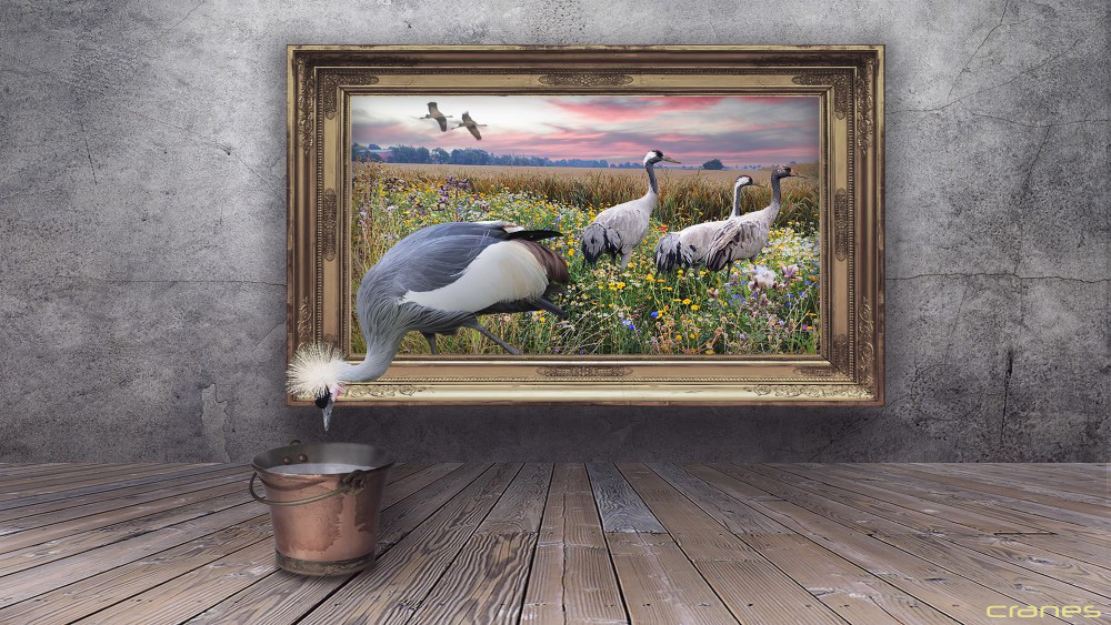 cranes